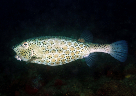  Ostracion rhinorhynchos (Horn-nosed Boxfish)